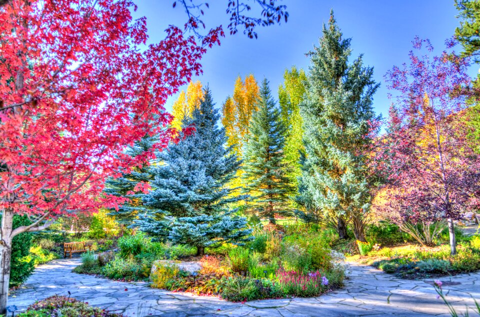 Foliage nature usa