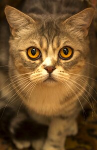 Cat eyes pet animals photo