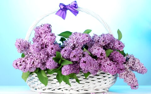 Basket lilac bow photo