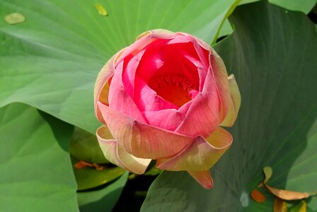 Nelumbo nucifera stamen photo