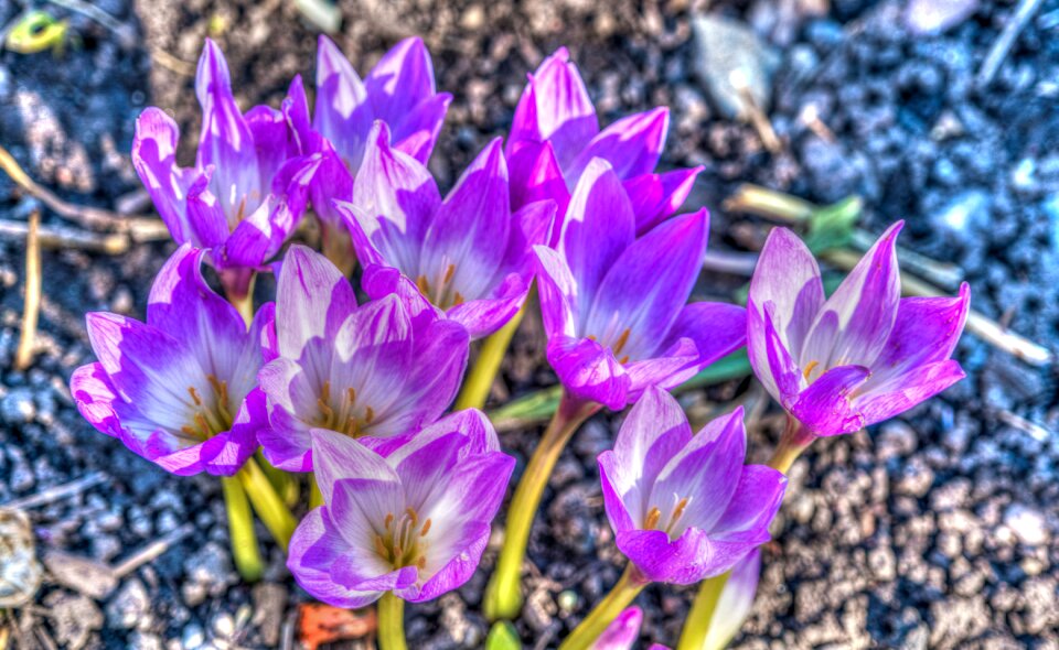 Outdoors nature bloom