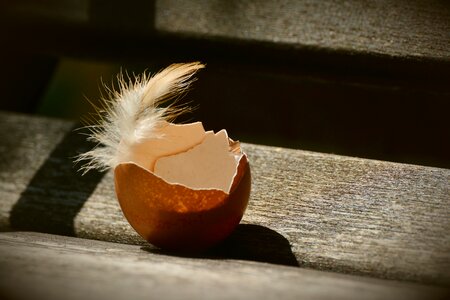 Empty brown egg shell photo