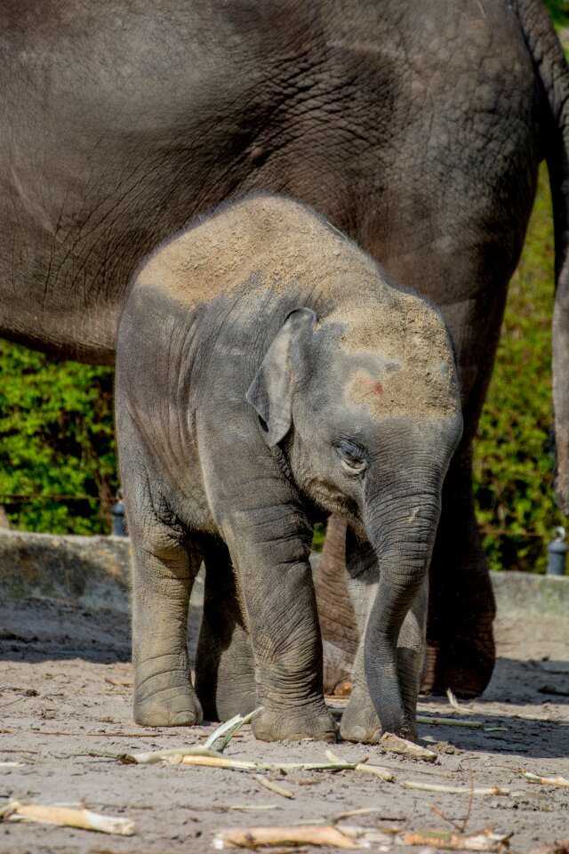 African bush elephant africa animal