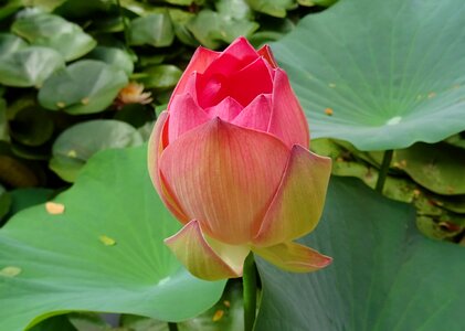 Nelumbo nucifera bud