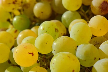 Healthy green grapes green