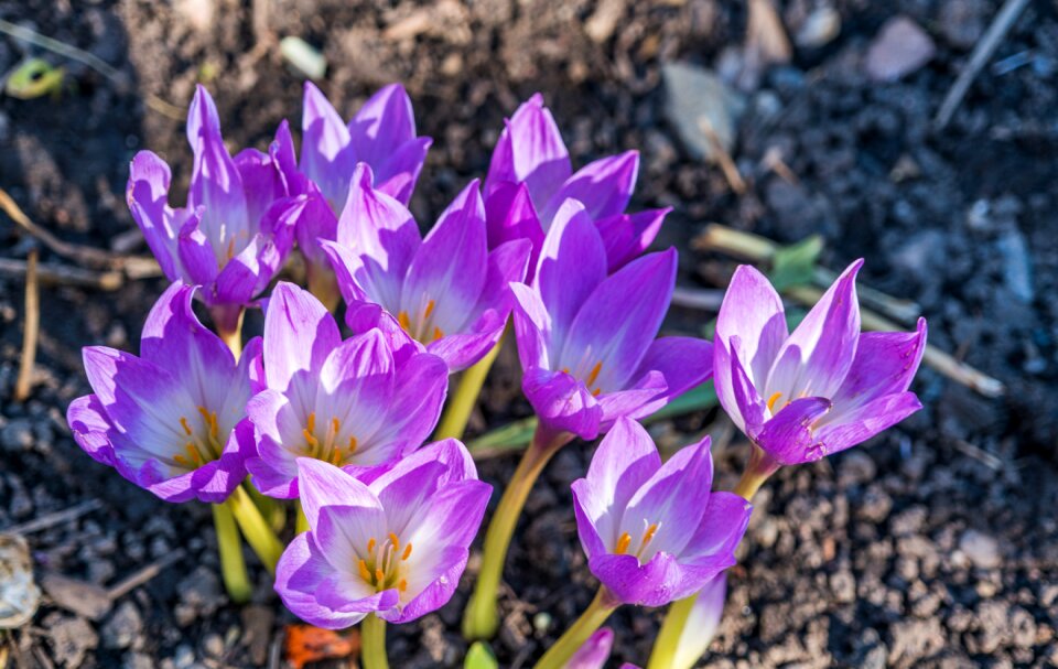 Outdoors nature bloom