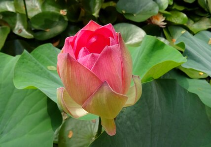 Nelumbo nucifera bud photo