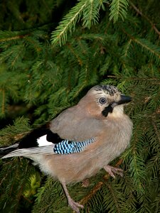 Bird nature forest