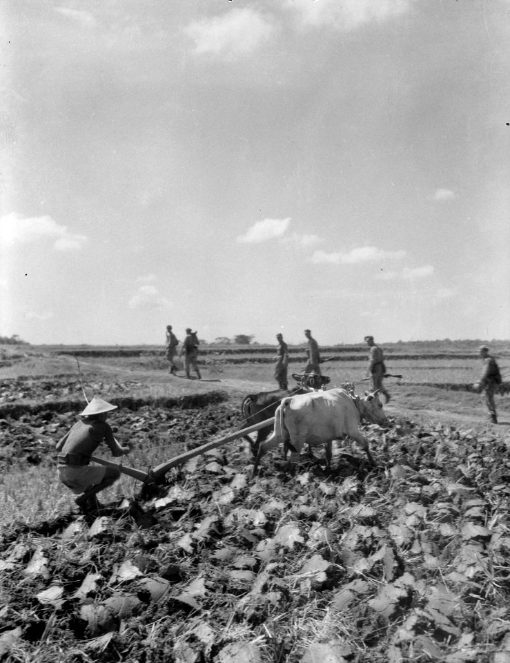 Salatiga. De uitgestrekte rijstvelden worden weer bewerkt. De karbouwen trekken , Bestanddeelnr 11977