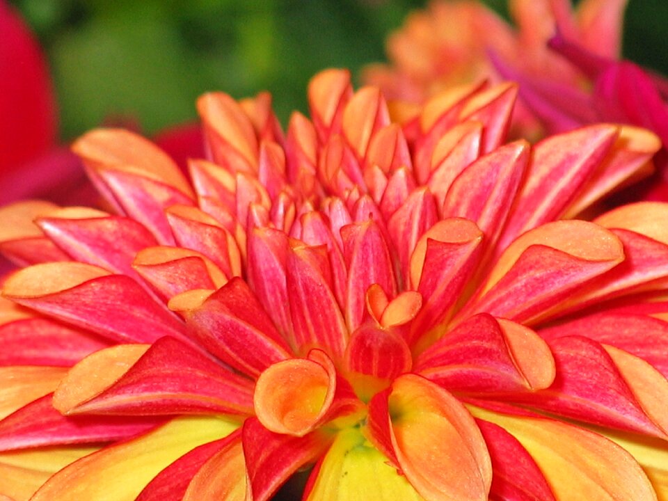 Yellow orange blossom bloom photo