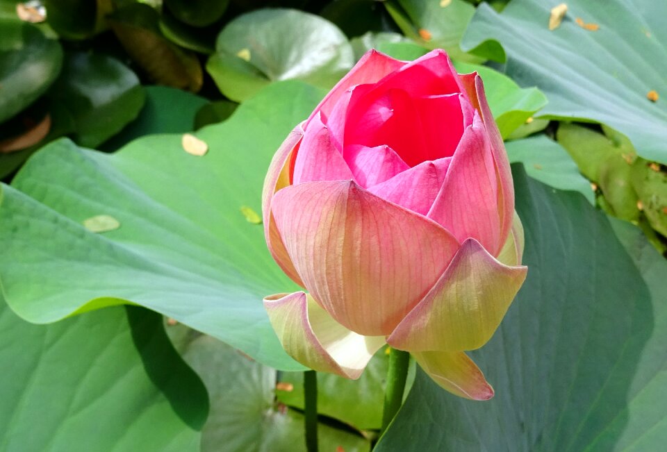 Nelumbo nucifera bud