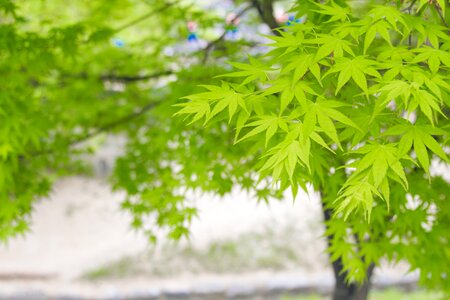 Green leaf maple summer photo