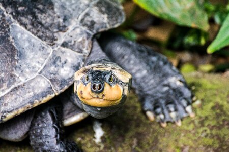 Water turtle panzer water creature