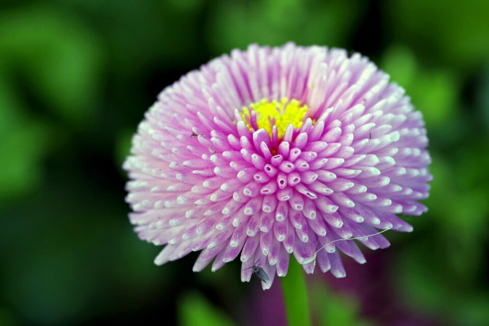 Asteraceae plant minor