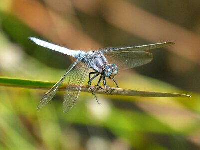 Orthetrum cancellatum dragonfly river