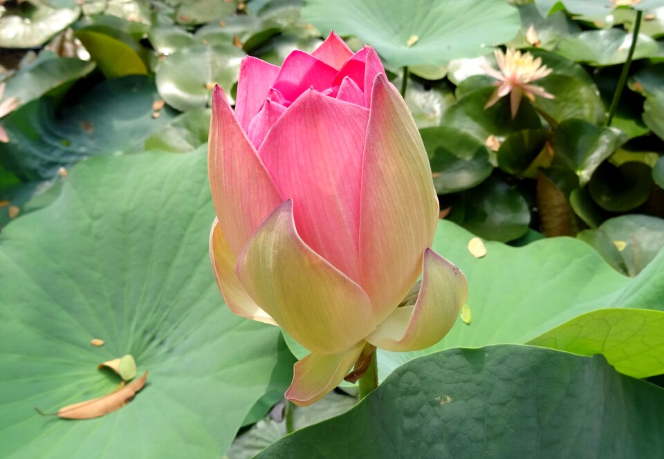 Nelumbo nucifera bud
