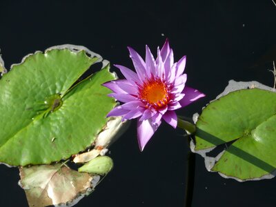 Water leaf floral