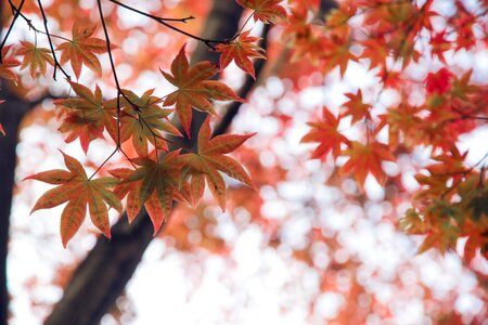Autumn tree maple photo