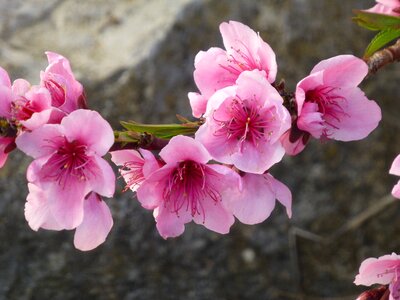 Spring awakening flowering twig frühlingsanfang