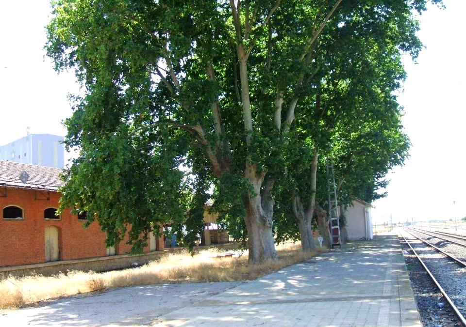 Sariñena - Estación de Adif 4