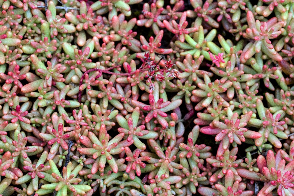 Saxifrage ground cover plant