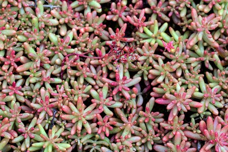 Saxifrage ground cover plant photo