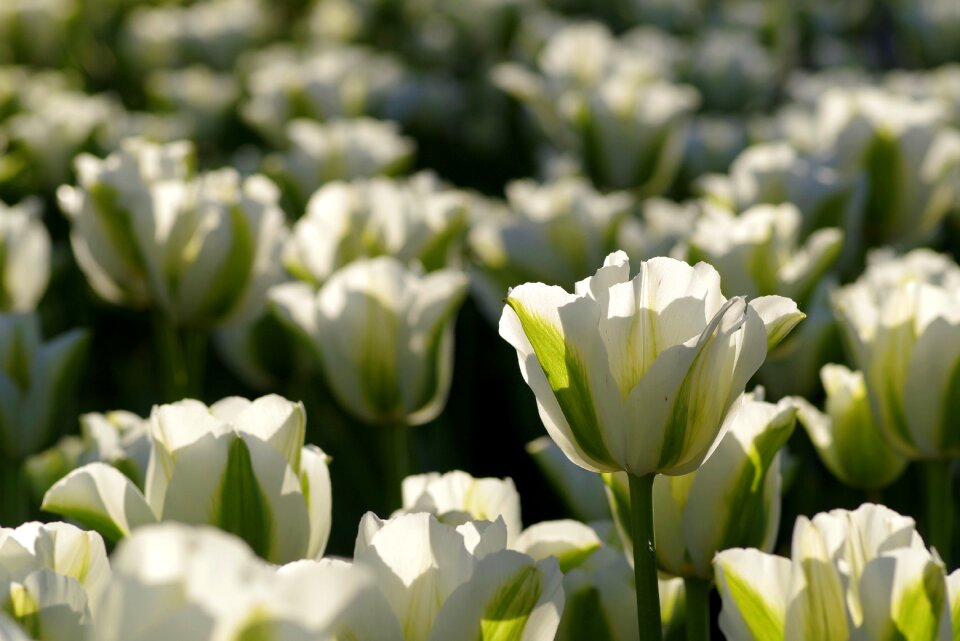 Garden jagged flower cup