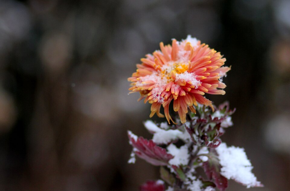 Frozen snow winter photo