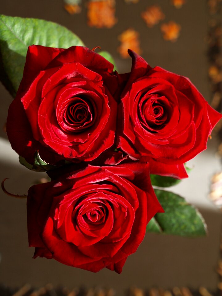 Rose flower red