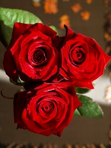 Rose flower red