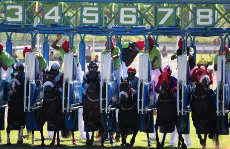 Horse jockey mauritius