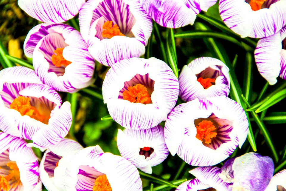 Flower purple white
