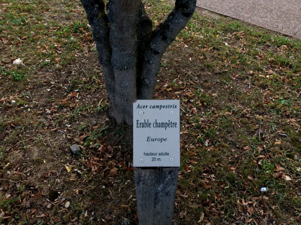 Sathonay-Village - Erable champêtre, plaque