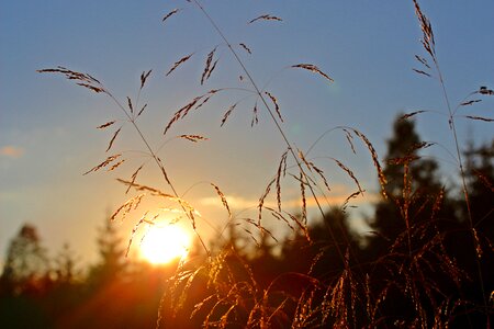 Grasses forest sky