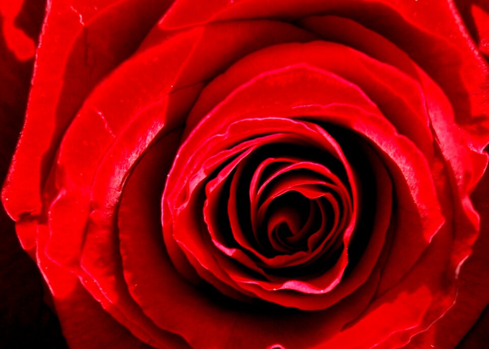 Flower close up red