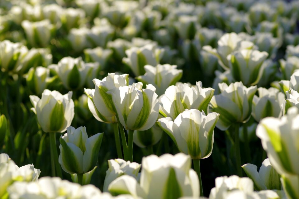 Garden jagged flower cup