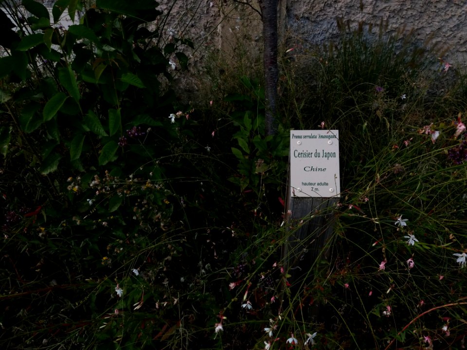 Sathonay-Village - Cerisier du Japon, plaque