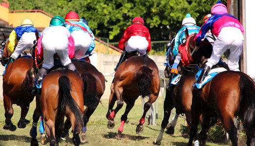 Horse jockey mauritius