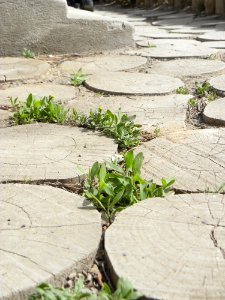 Sidewalk,Wooden pavement,Flowers 08