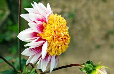 Bloom bloom colorful