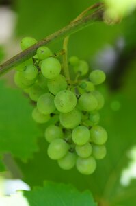 Plant green grapes leaves