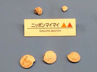 Satsuma japonica - Osaka Museum of Natural History - DSC07739 photo