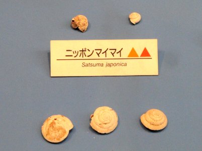 Satsuma japonica - Osaka Museum of Natural History - DSC07739