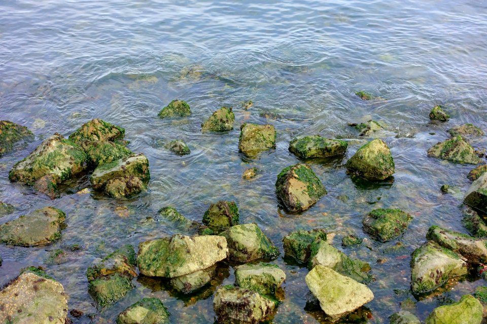 Shoreline in Aquatic Park Cove - San Francisco, CA - DSC02348