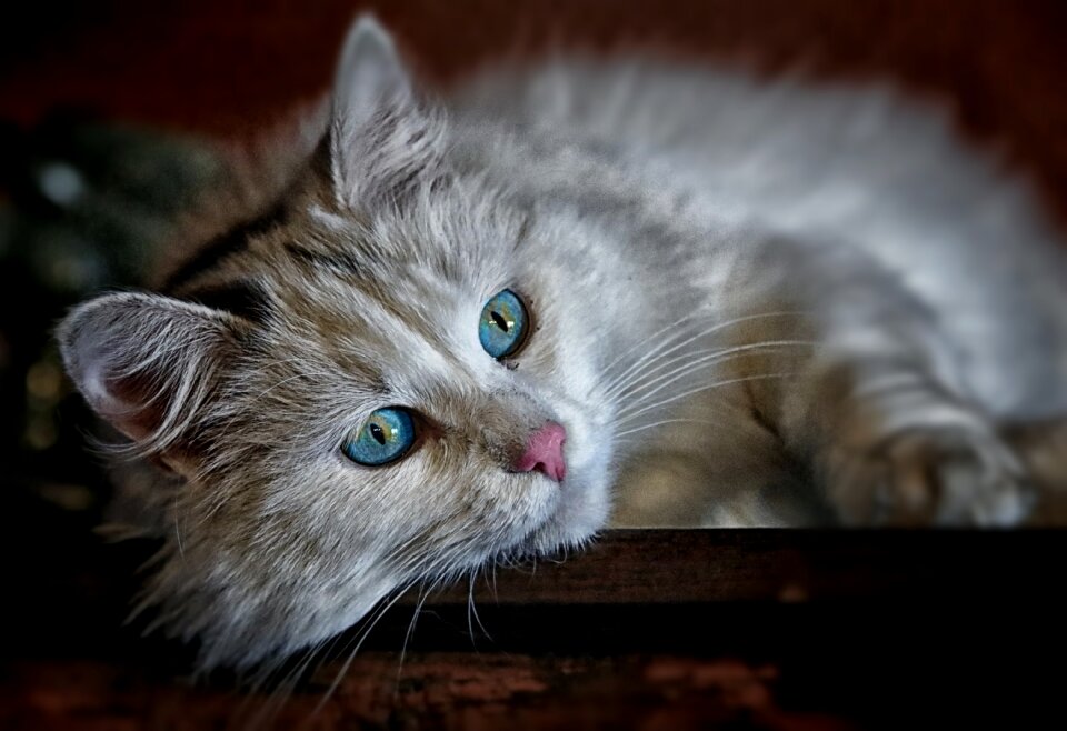 Longhair cat cat eyes cat face
