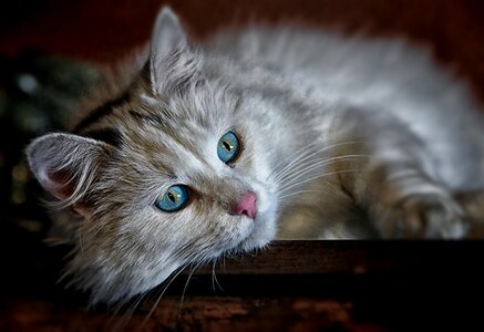 Longhair cat cat eyes cat face
