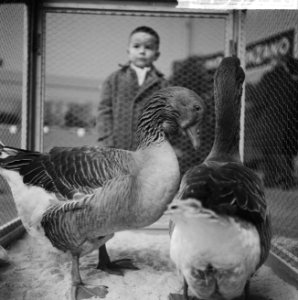 Tentoonstelling Avicultura geopend in Houtrusthallen te Den Haag , burgemeeste, Bestanddeelnr 915-9551