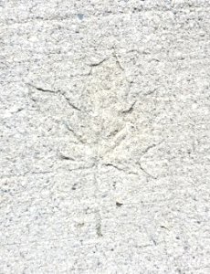Sidewalk leaf - Arlington, MA - 01