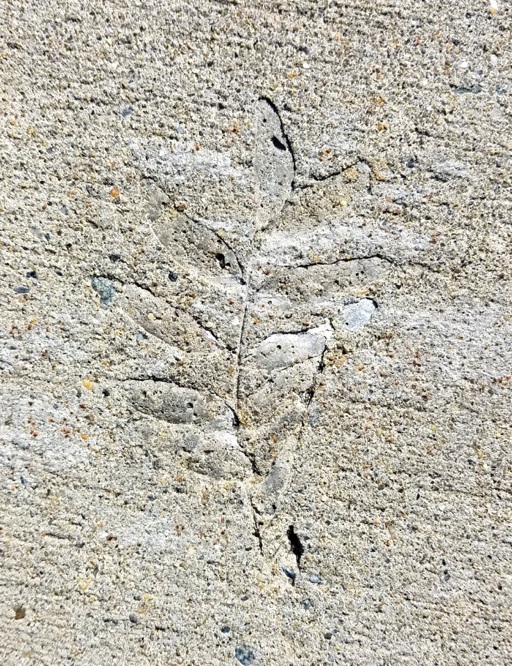 Sidewalk leaf - Arlington, MA - 20200906 095448