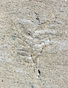 Sidewalk leaf - Arlington, MA - 20200906 095448